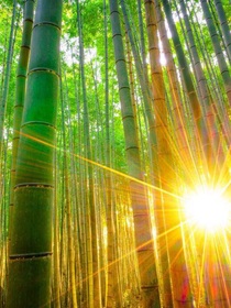 缘分终将断