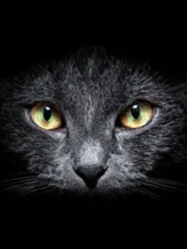 猫武士之虚无来袭