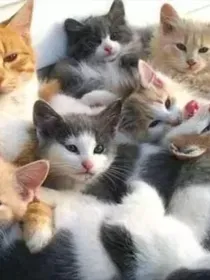 穿越猫武士（改）