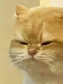 红娘王姐渡劫记：你红绳被狗啃啦
