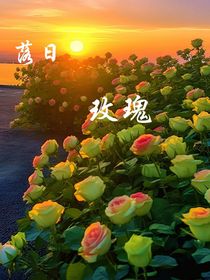 落日玫瑰——1