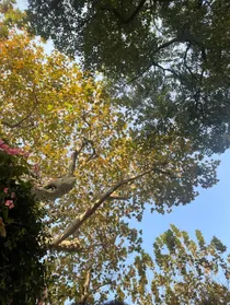 期待已久的春
