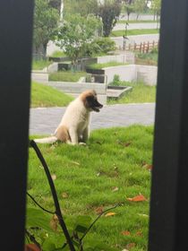 盛夏的遗憾……