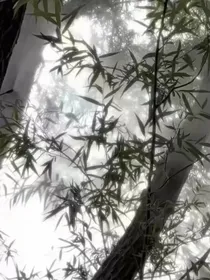 竹肆