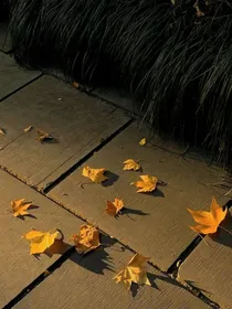 风与梧桐叶