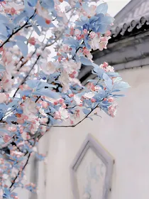 A冥花