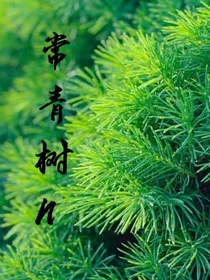 常青树N