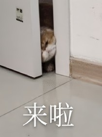 男团生活综艺
