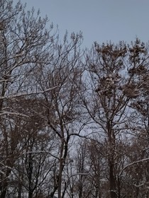 君疾——雪落人间