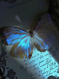HP：夜临