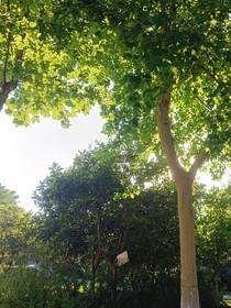 热泪重梦（双重生末世文