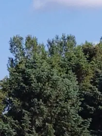 念没群杀