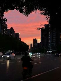 玫瑰朝夕