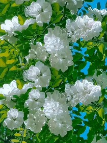 娱乐圈：珍珠，鲜花，白纱裙