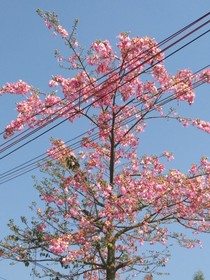 短篇记