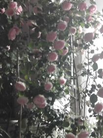 送你一朵玫瑰