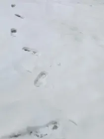 守护甜心：命运之轮