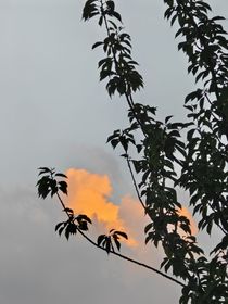 乡土小说