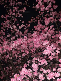韩娱：偶像密录