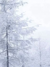 为你而升的雪