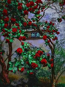 拒绝封建