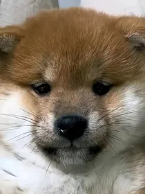快穿之万界修复师