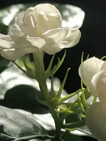 崖花难摘