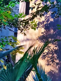 夏栀芒甜