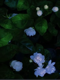 血腥与复生的栀子花