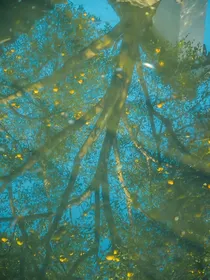 清梅果