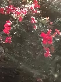 难恋记