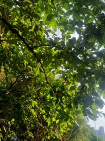 苍宙雾影（非正文）