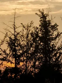 排球少年：被厄运缠绕的那些天