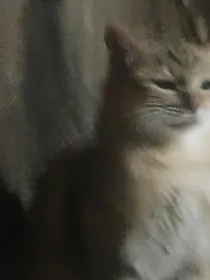 （虚幻的梦境）