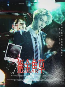Bonice：姬金魚草