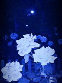 花栖无谙