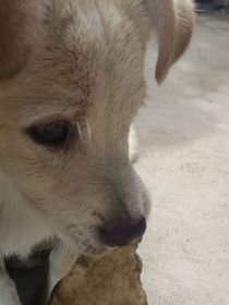 引得公子喜爱