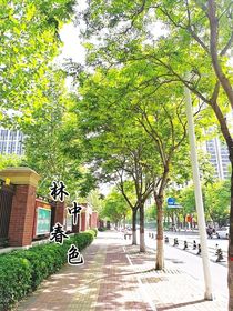 林中春色