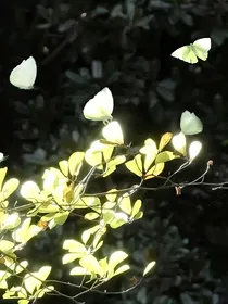 碟恋花——