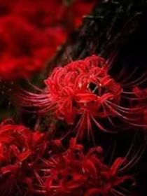 花落仇空