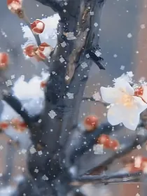 捡个木头养