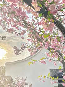 桃清影