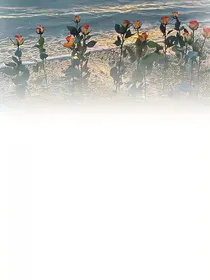 鹰陨花暮