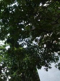 繁花明止
