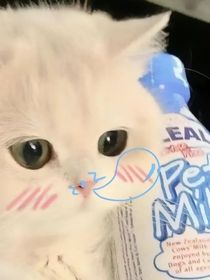 拍卖会有小猫咪