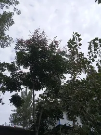 来自我的暗恋