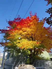 佐鸣99