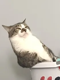 你是什么鬼