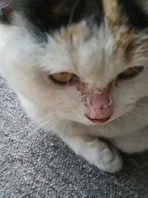 我变成了小猫