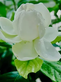 山有墓兮卿有意
